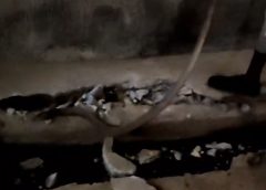 Korba Snack News ; फर्श तोड़कर 5 फिट जहरीले नाग का रेस्क्यू, सुरक्षित जंगल में छोड़ा गया, देखिए रेस्क्यू का Video…